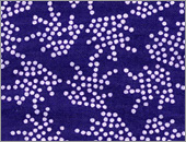 52004　手拭い　祭小紋（紫）